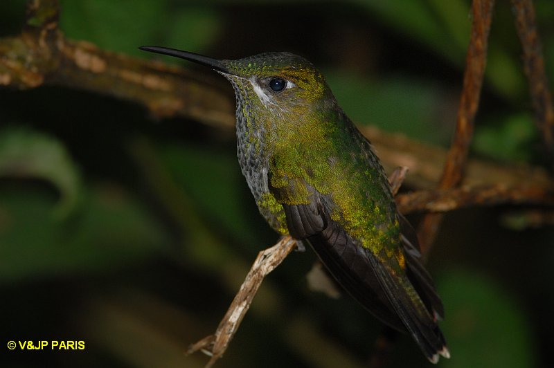 Heliodoxa leadbeateri