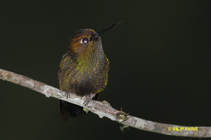 Coeligena violifer