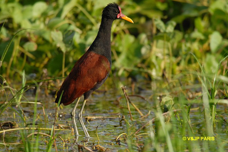 Jacana jacana