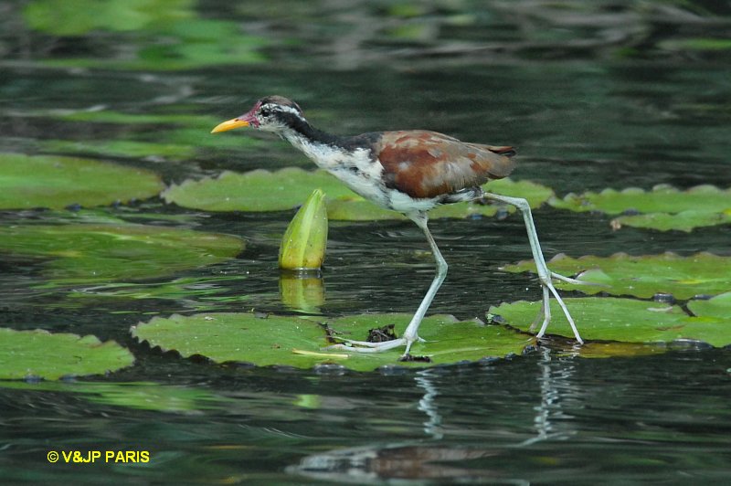 Jacana jacana