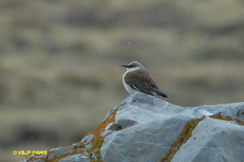 Cinclodes palliatus