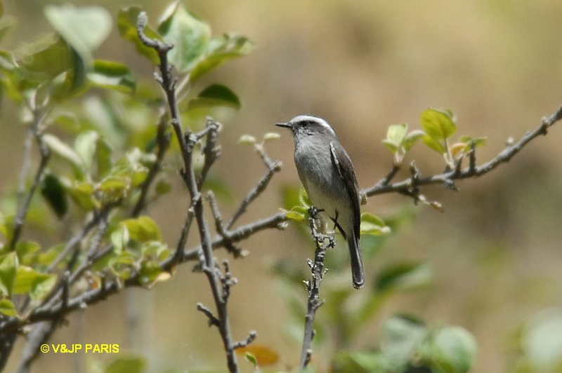 Ochthoeca leucophrys