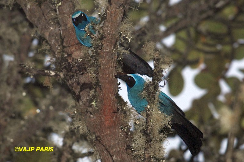 Cyanolyca viridicyanus