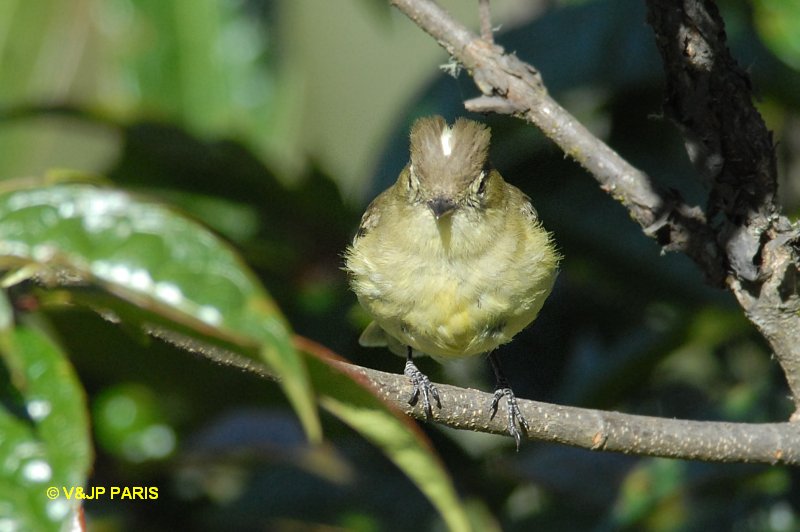 Elaenia albiceps