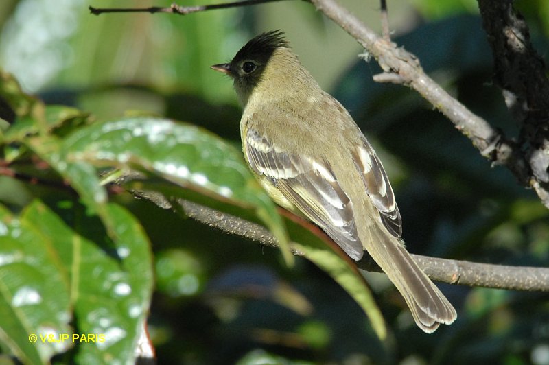 Elaenia albiceps