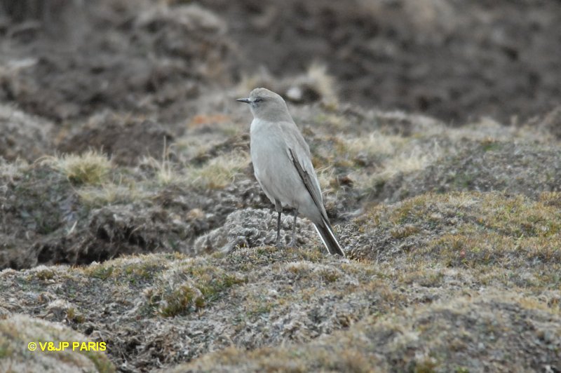 Muscisaxicola albifrons