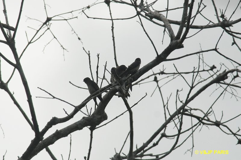 Atticora tibialis