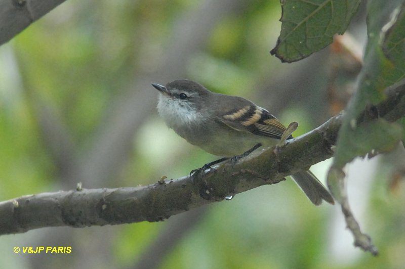 Mecocerculus leucophrys