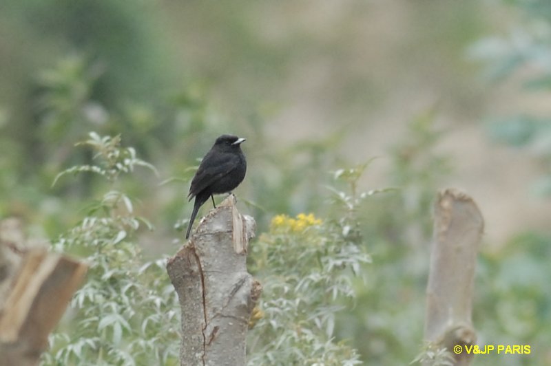 Knipolegus aterrimus