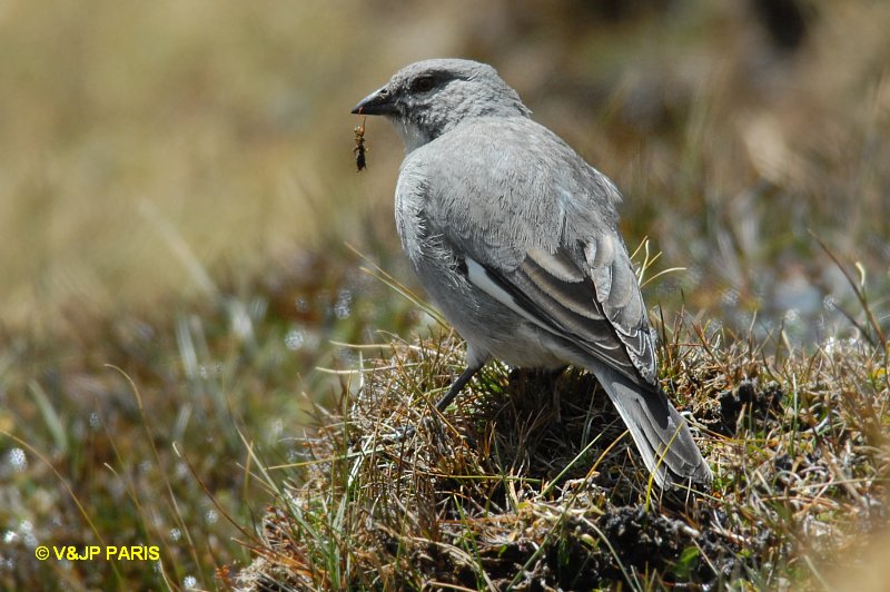 Diuca speculifera