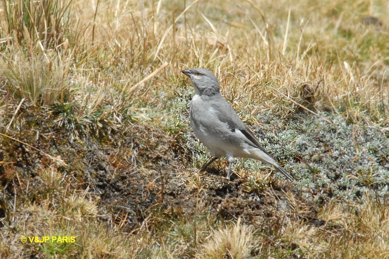 Diuca speculifera
