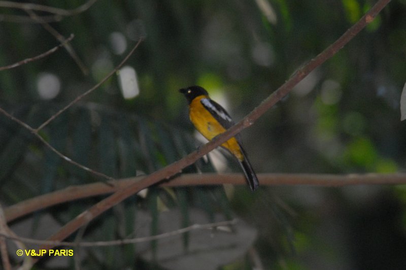 Lanio versicolor