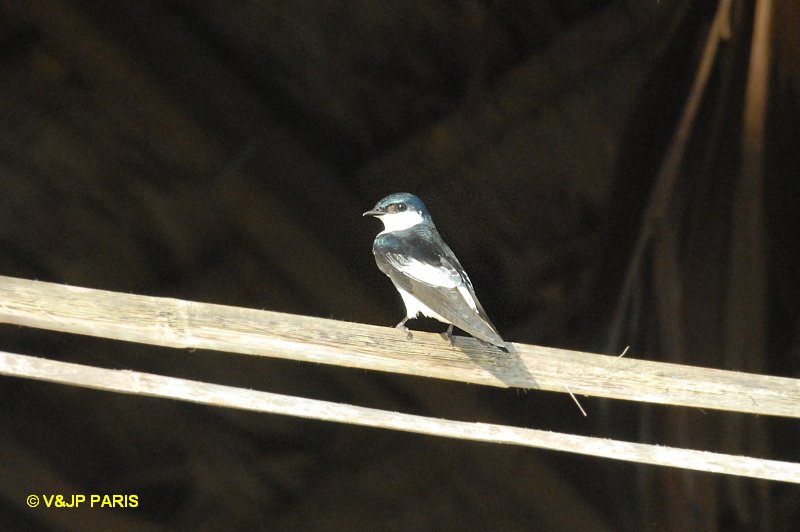 Tachycineta albiventer