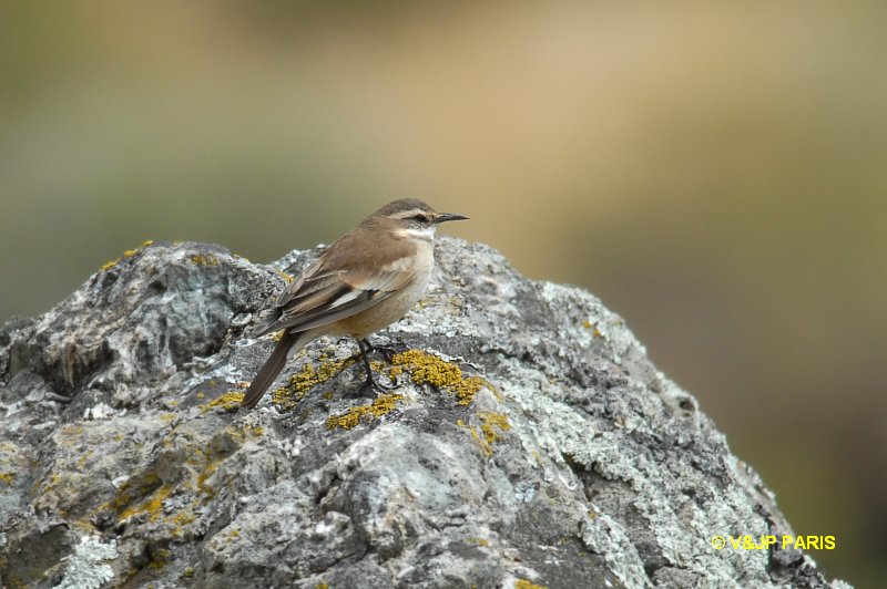 Cinclodes atacamensis