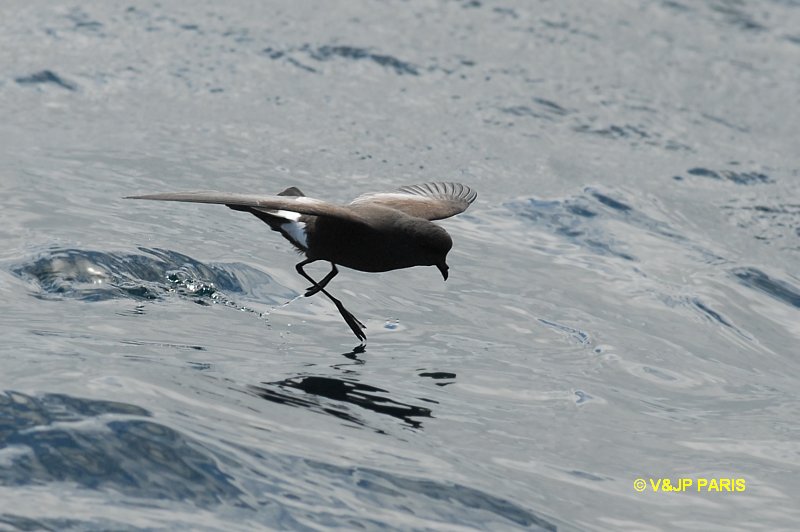 Oceanites oceanicus