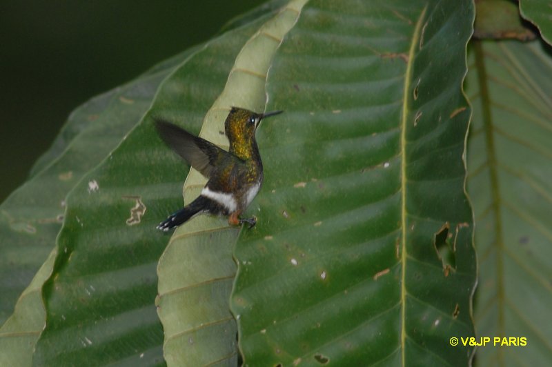 Discosura popelairii