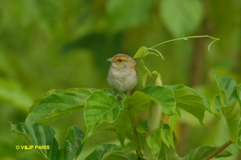 Ammodramus aurifrons