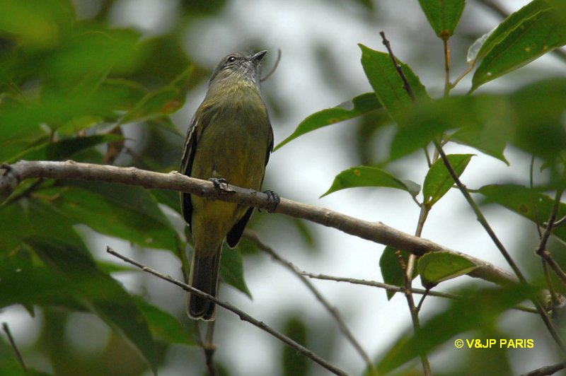 Tyrannulus elatus
