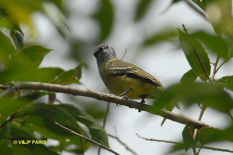 Tyrannulus elatus