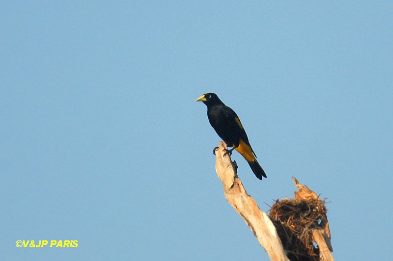 Cacicus cela