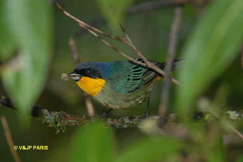 Iridosornis analis