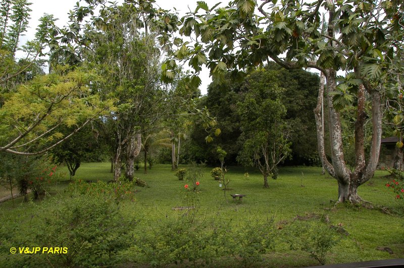 Manu NP, Amazonian Lodge
