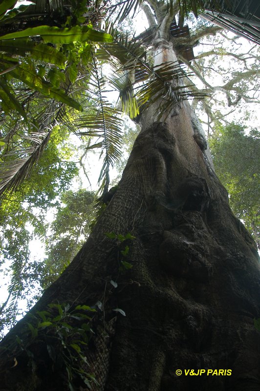Manu NP, Camungo Tower