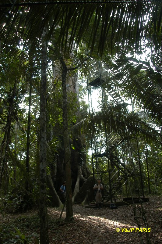 Manu NP, Camungo Tower
