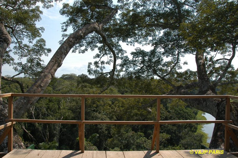 Manu NP, Camungo Tower