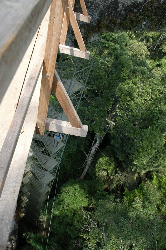 Manu NP, Camungo Tower