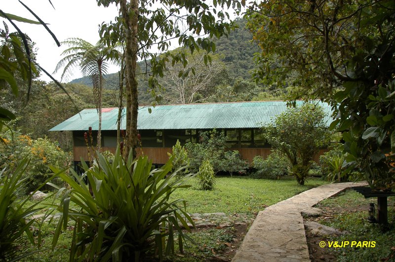 Manu NP, Cock of the Rock Lodge
