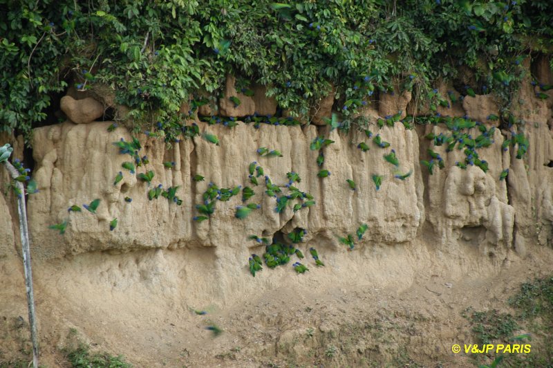 Manu NP, Aras sur falaise d'argile