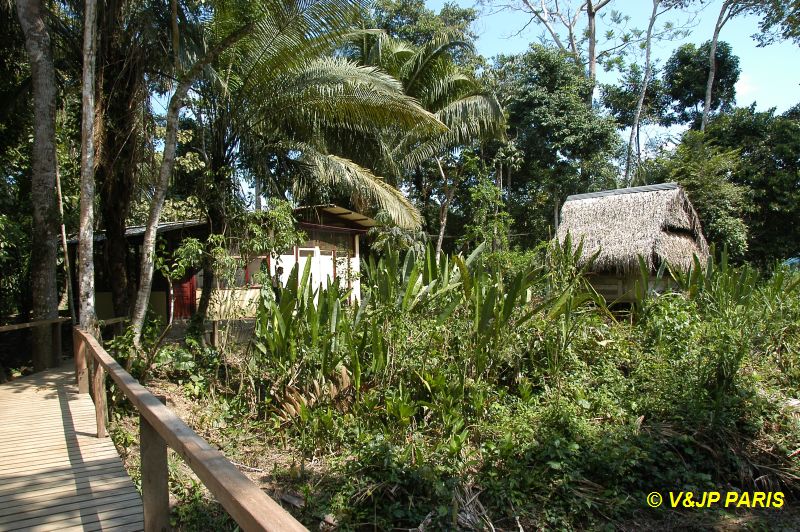 Manu NP, Manu Amazonia Lodge