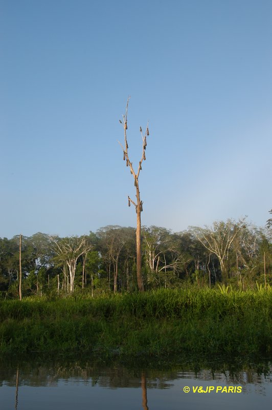 Manu NP, Manu Amazonia Lodge