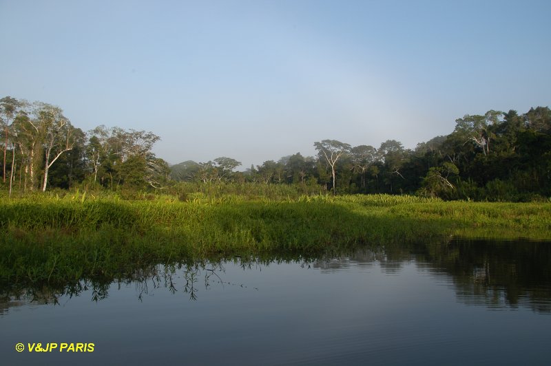 Manu NP, Manu Amazonia Lodge