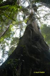 Manu NP, Camungo Tower