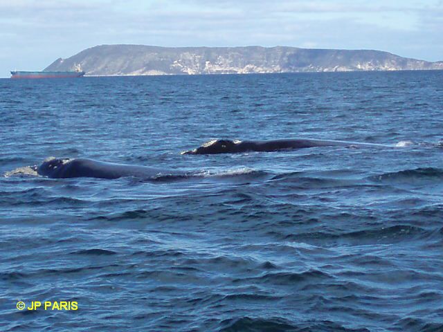 Baleine australe