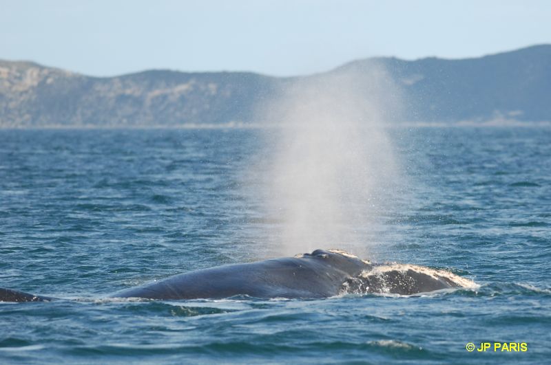 Baleine australe