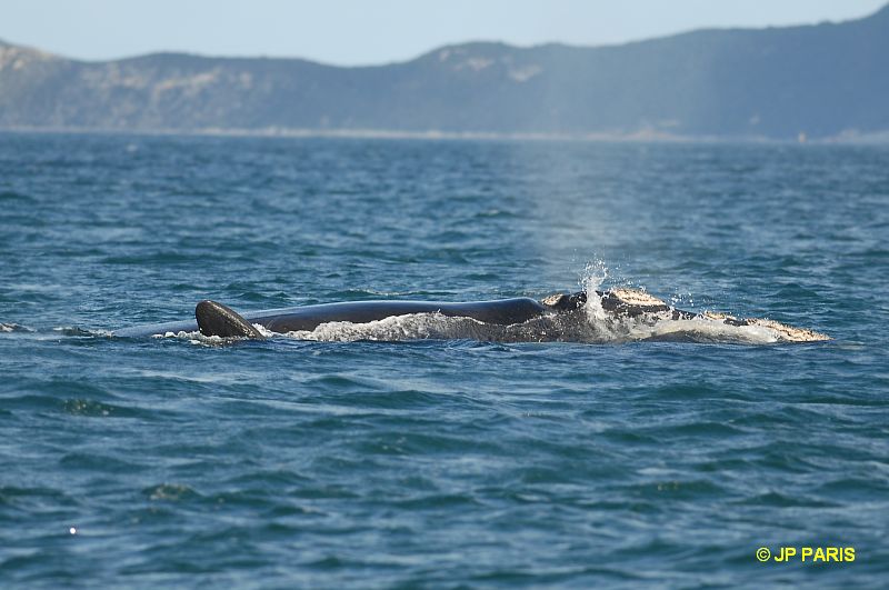 Baleine australe