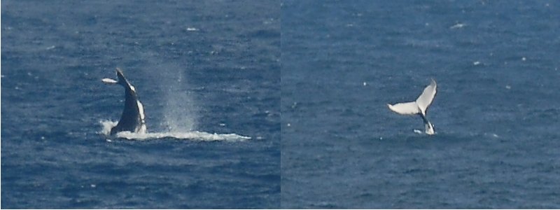 Baleine à bosses