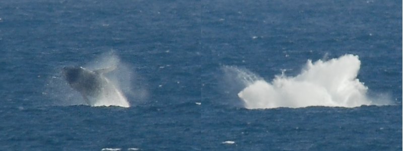 Baleine à bosses