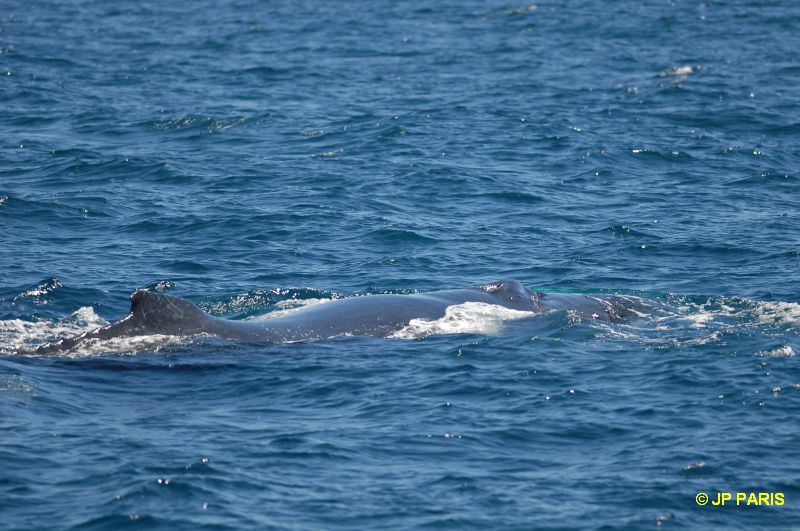 Baleine à bosses