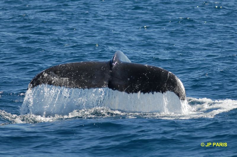 Baleine à bosses
