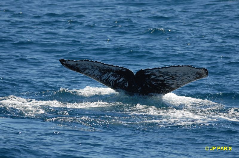 Baleine à bosses