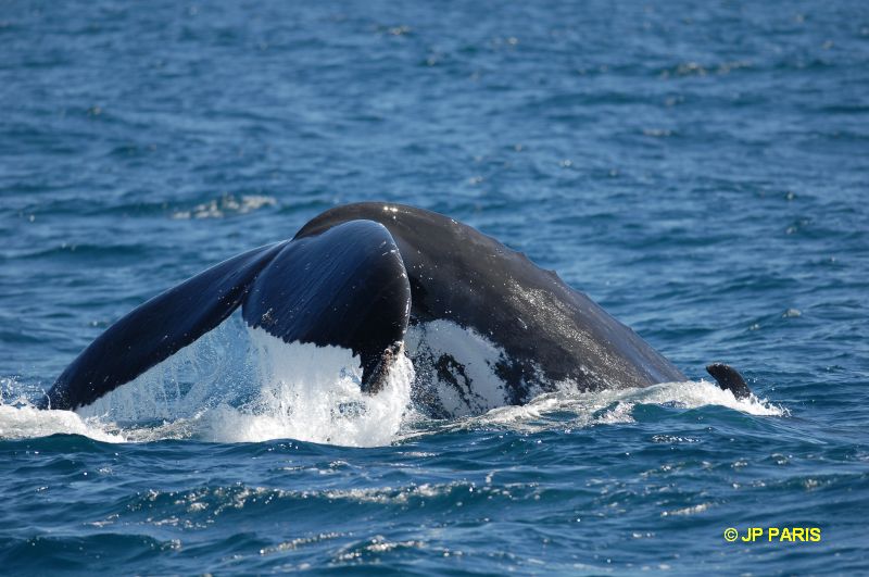 Baleine à bosses