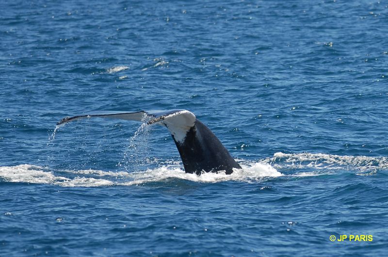 Baleine à bosses