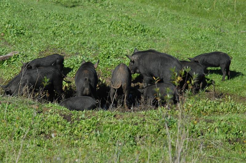 Cochon sauvage