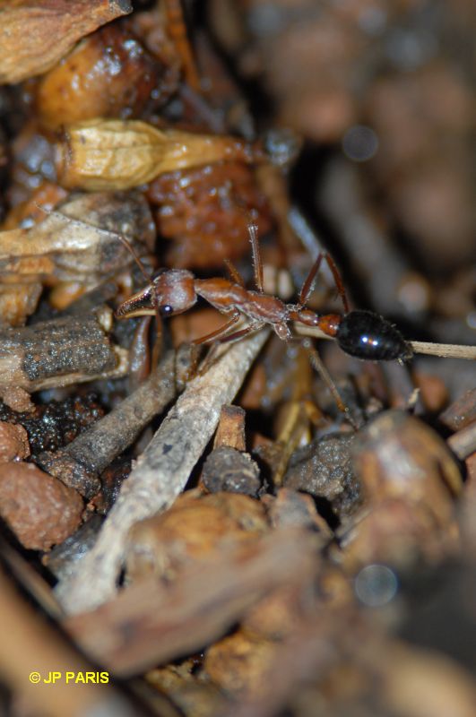 Fourmis bouledogue
