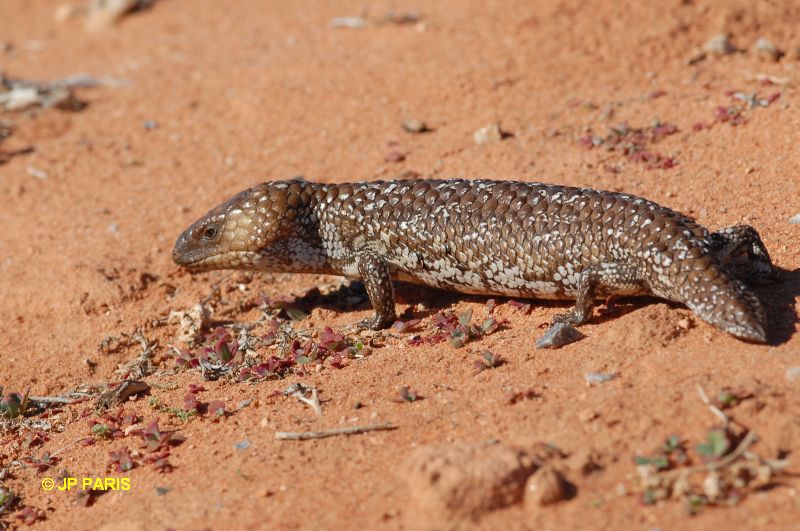Tiliqua rugosa