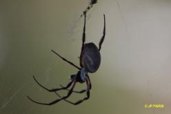 Araignée sp d'Australie